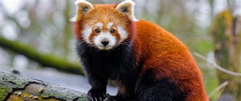 Download Wallpaper 2560x1080 Red Panda Paws Tree Bark Animal Dual