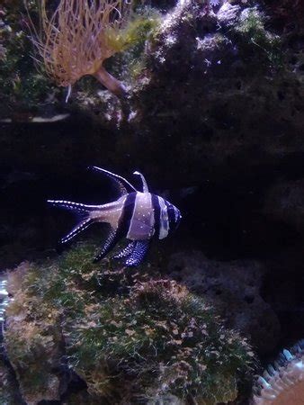 Locate at the southern end of pantai cenang (almost at the border of pantai tengah). Underwater World Langkawi - 2019 All You Need to Know ...