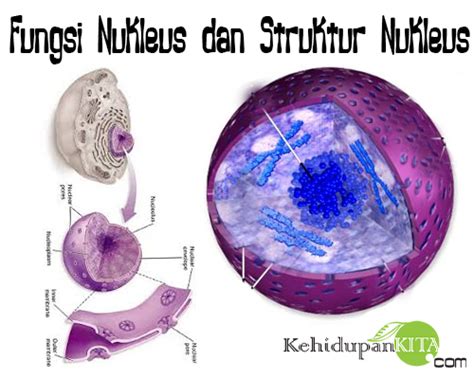 Nucleoli also participate in the formation of signal recognition particles and play a role in the cell's response to stress. Fungsi Nukleus dan Struktur Nukleus (Karioteka ...
