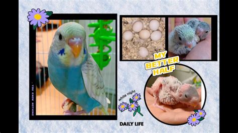 Rainbow Baby Budgie Growth Stage Day 1 To Day 45baby Budgies Day By