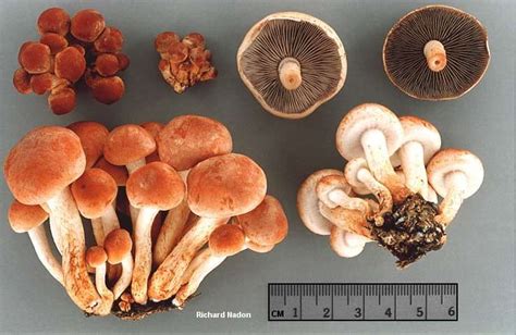 Hypholoma sublateritium (MushroomExpert.Com) | Stuffed mushrooms, Fungi ...