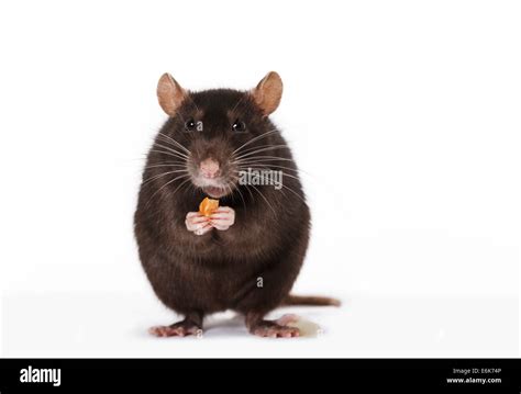 Brown Rat Rattus Norvegicus Forma Domestica During Feeding Stock