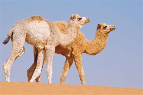 mers antibodies discovered in dromedary camels huffpost