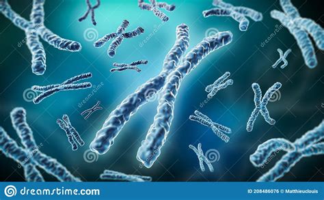 Duplicated Homologous Chromosomes Pair And Crossing Over Cartoon Vector