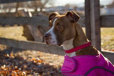 Play pet rescue saga and save the pets from the evil pet snatchers by matching and removing blocks in the cutest online game ever! Adopt Mickey Girl on Petfinder | Pitbull rescue, Dog mixes ...
