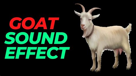 Goat Sound Effect No Copyright Goat Noises Goat Sounds Hq Goat