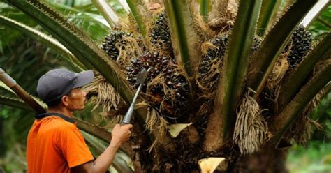 Mengenali Alat Alat Perkebunan Kelapa Sawit Berkualitas Pt Insan