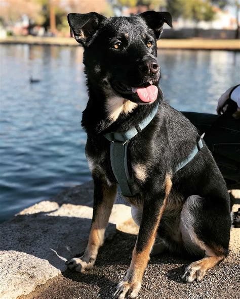 It results from a mixing of breeds of a purebred german shepherd dog with a purebred rottweiler. An In-Depth Guide to the German Shepherd Rottweiler Mix ...