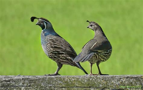 What Is The State Bird Of California Birdwatching Buzz