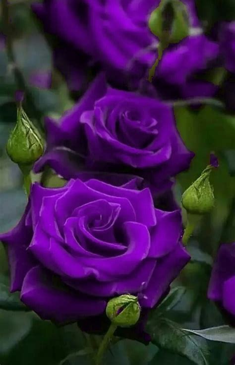 deep purple roses in 2020 | Beautiful rose flowers, Purple roses ...
