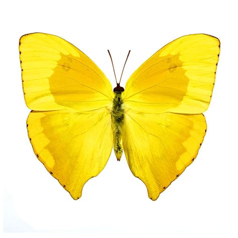 Yellow Butterfly Yellow Butterfly Beautiful Butterflies Art Yellow