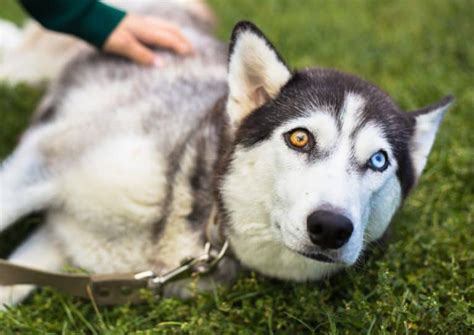 Husky Eye Colors All Eye Colors Explained With Pictures