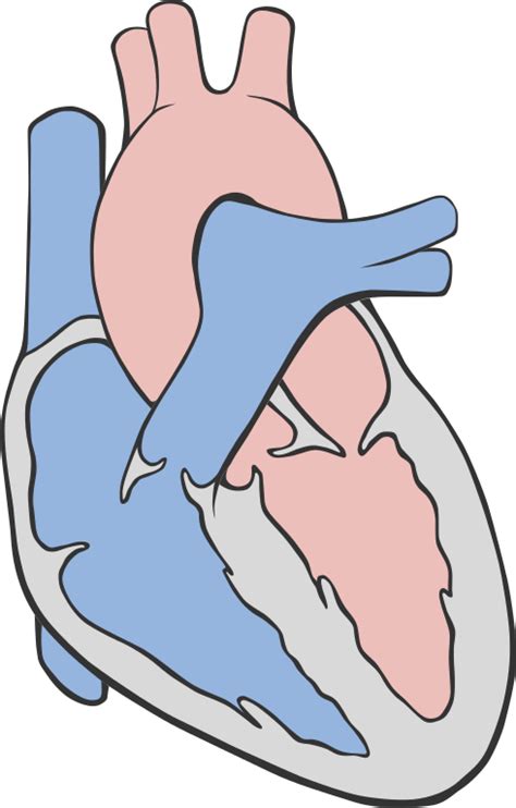 The fishbone diagram is a prime example of such a method, developed quite some time ago and yet still being used all over the world. File:Heart circulation diagram.svg - Wikimedia Commons