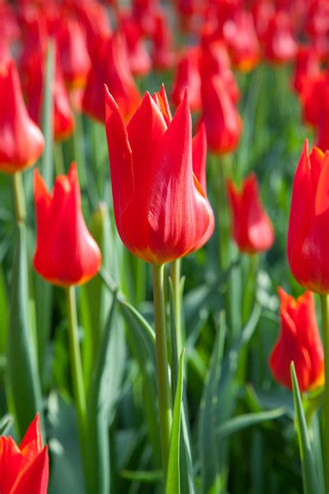 Red Tulip Free Stock Photo Public Domain Pictures