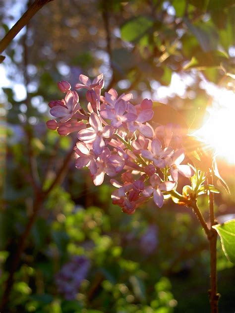 Lilac At Sunset Buttontree Lane Flickr