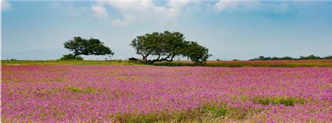 What People Also Ask About Kas Pathar Kaas Plateau