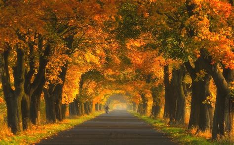 Nature Landscape Road Trees Tunnel Fall Grass Wallpapers Hd