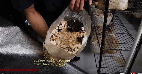 southwest mushrooms turkey tail album on imgur