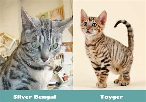 Silver Bengal Cat Vs Toyger Which Will Steal Your Heart