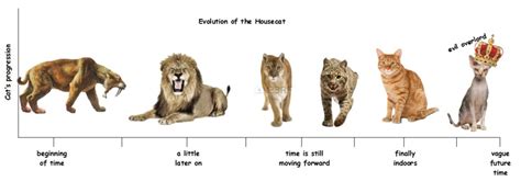 Evolution Of Cats Timeline