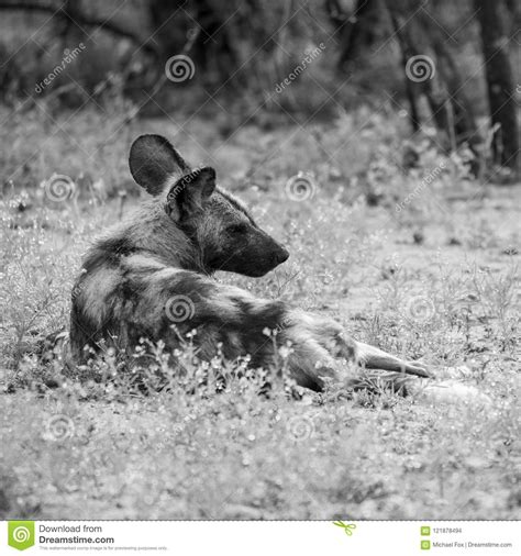 African Wild Dogs In South Africa Stock Photo Image Of Animals Herd