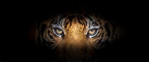 Wajah Harimau Di Latar Belakang Hitam Foto Stok Unduh Gambar Sekarang