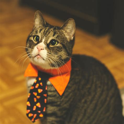 Going To Dress Your Pet Up For Halloween Halloween Cat Cats Cute Cats