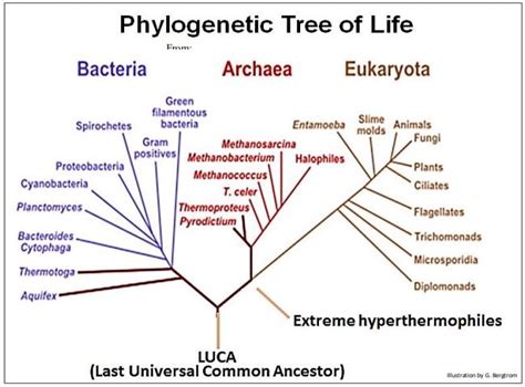 Introduction To Origins Of Life Of Earth Introductory Biology