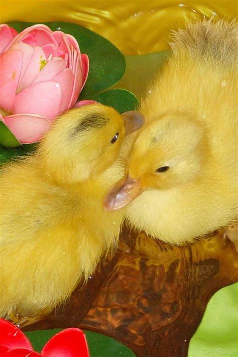 Ducks Farm Animals Animal Pictures Cute Pictures Duck Pins Cute