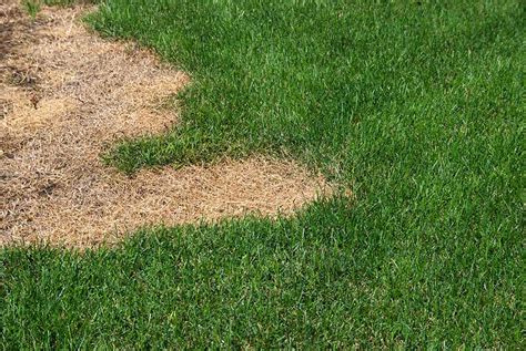 How To Fix Dead Patches And Fill Bare Spots In The Lawn • Greenview