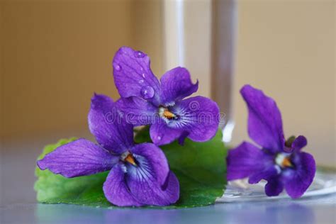 Beautiful Wood Violets Flowers Close Up Viola Odorata Sweet Violet