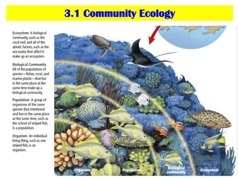 31 Community Ecology
