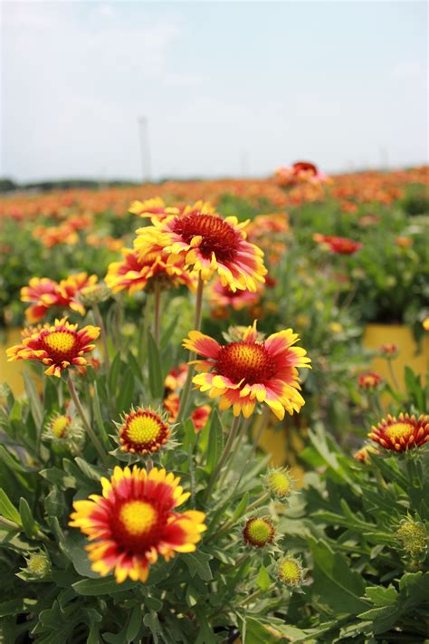 This variety has the same unique fuzzy look as other floss flowers, only with bright red blossoms. Gaillardia flowers- butterfly attractors & salt tolerant ...