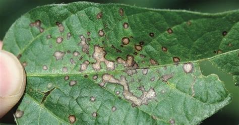 Frogeye Leaf Spot Appearing On Soybeans