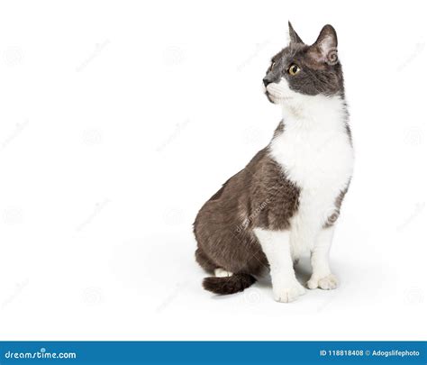 Gray And White Cat Sitting Looking To Side Stock Photo Image Of White