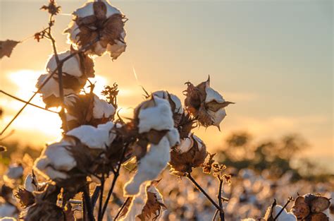Cotton Field Stock Photo Download Image Now Istock