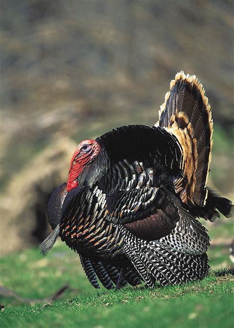 Eastern Wild Turkey Wallpaper 59 Images