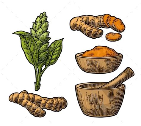 Turmeric Root Powder And Flower With Pestle Engraving Illustration