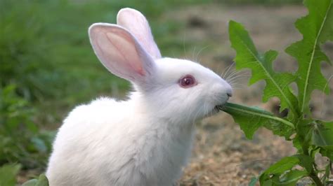 White Rabbit Eating Plant Stock Video Motion Array
