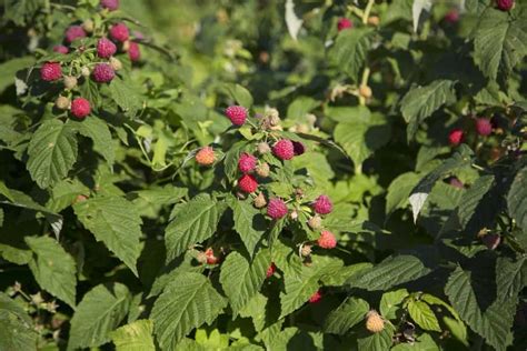 How To Prepare The Soil For Raspberry Plantstrees Best Soil Mix Ph