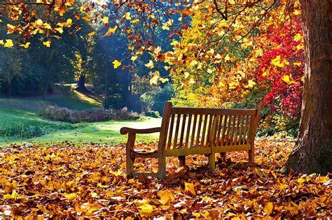 Golden Falling Leaves Fall Rest Autumn Leaves Golden Bench