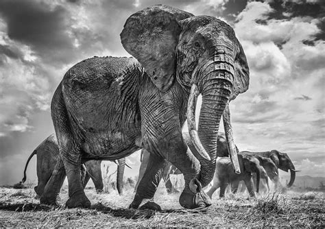 Photographer Shoots Fine Art Photos Of Africas Majestic Elephants