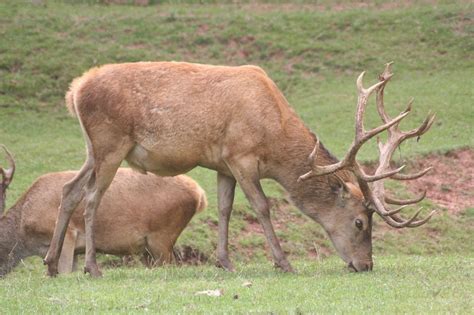 Deer Cervus Elaphus