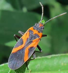 False Milkweed Bug Lygaeus Turcicus Bugguidenet