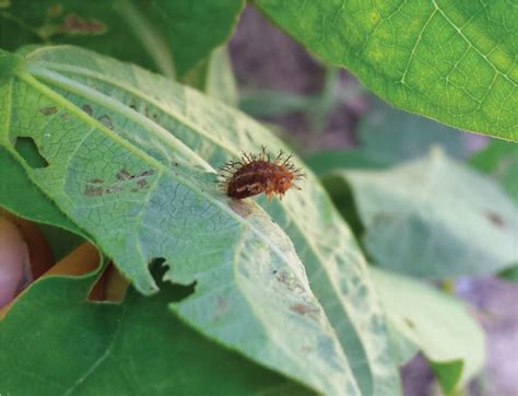 The damage seems to be worst right in midsummer. . Mexican bean beetle larva, parasitized by Pediobius ...