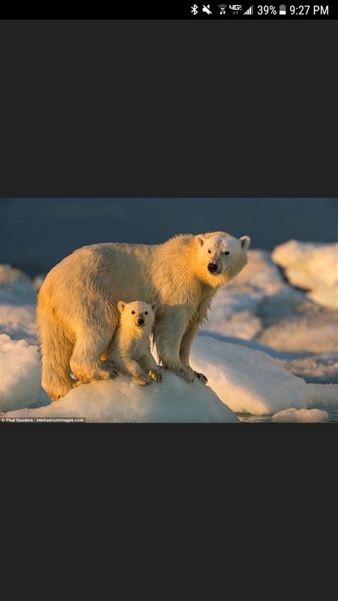 Polar Bear Nature Animals Bears Naturaleza Animales Animaux