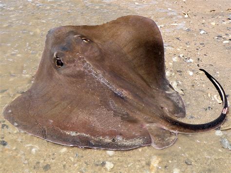 Southern Stingray Mexico Fish Marine Life Birds And Terrestrial Life