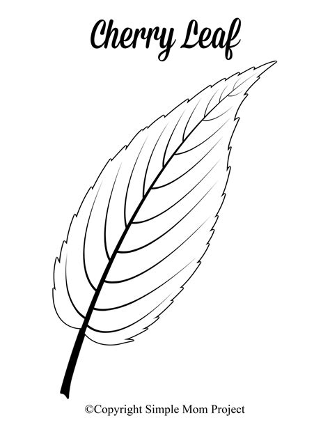 Leaf Template With Lines