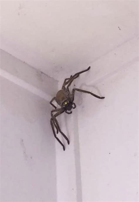 Woman Finds Massive Huntsman Spider At Home In Queensland Australia Metro News