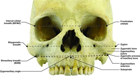 Maxillary Bone Anatomy Anatomy Book